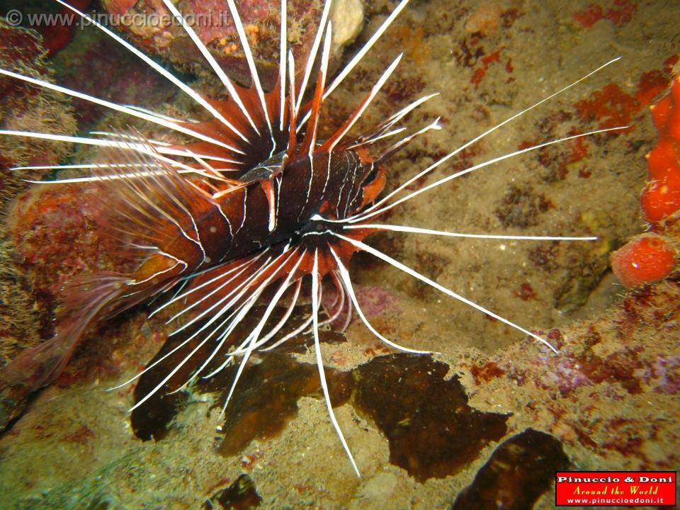 Djibouti - Immersioni a Gibuti - 11.jpg